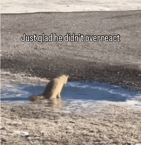 Animiertes GIF