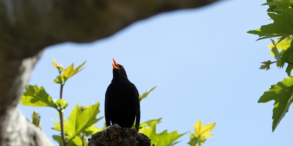 Derzeit sind die Vögel im Zürcher Umland recht laut und stören die Anwohnerinnen und Anwohner.