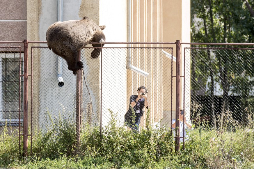 epa06962234 A male brown bear is seen at the courtyard of the Octavian Goga high school in the Transylvanian city of Csikszereda, or Miercurea Ciuc in Romania, 21 August 2018. The bear broke into seve ...