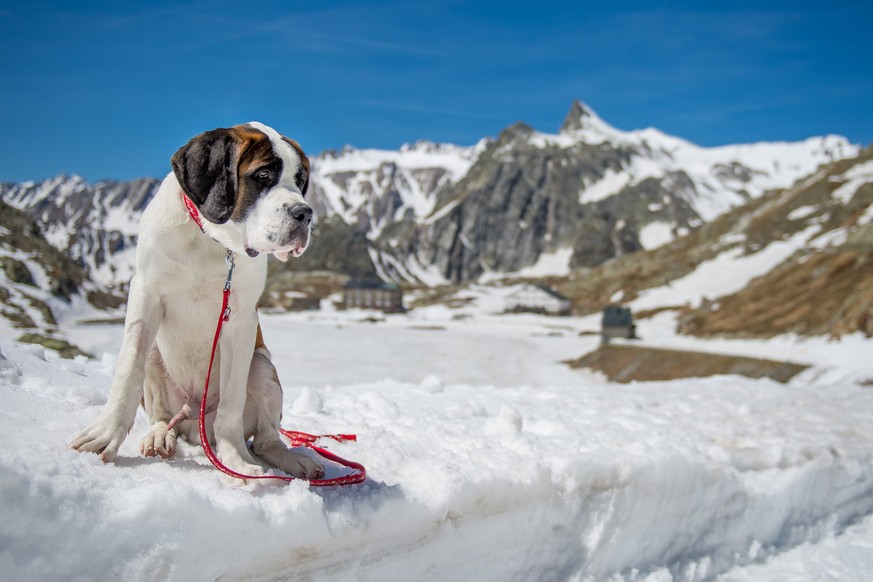 Un chien Saint Bernard de la Fondation Barry est pris en photo ce jeudi 28 mai 2015 au Col du Grand-Saint-Bernard. (KEYSTONE/Maxime Schmid)