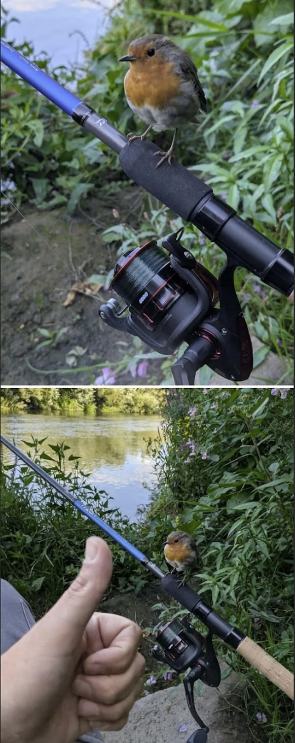 Rotkehlchen für Cute News