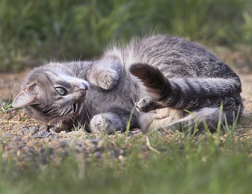 A small cat stretches in the evening sun on a meadow in the outskirts of Frankfurt, Germany, Monday, April 24, 2017. (AP Photo/Michael Probst)