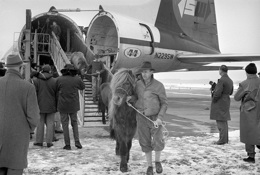 Iceland ponies arrive at Zurich-Kloten airport 1963 (Photo by Blick/RDB/ullstein bild via Getty Images)