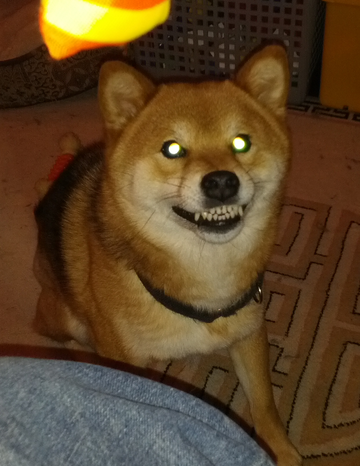 des shiba inus trop mignons!