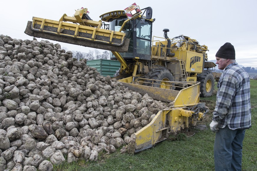 Zuckerrübenernte im Mittelland