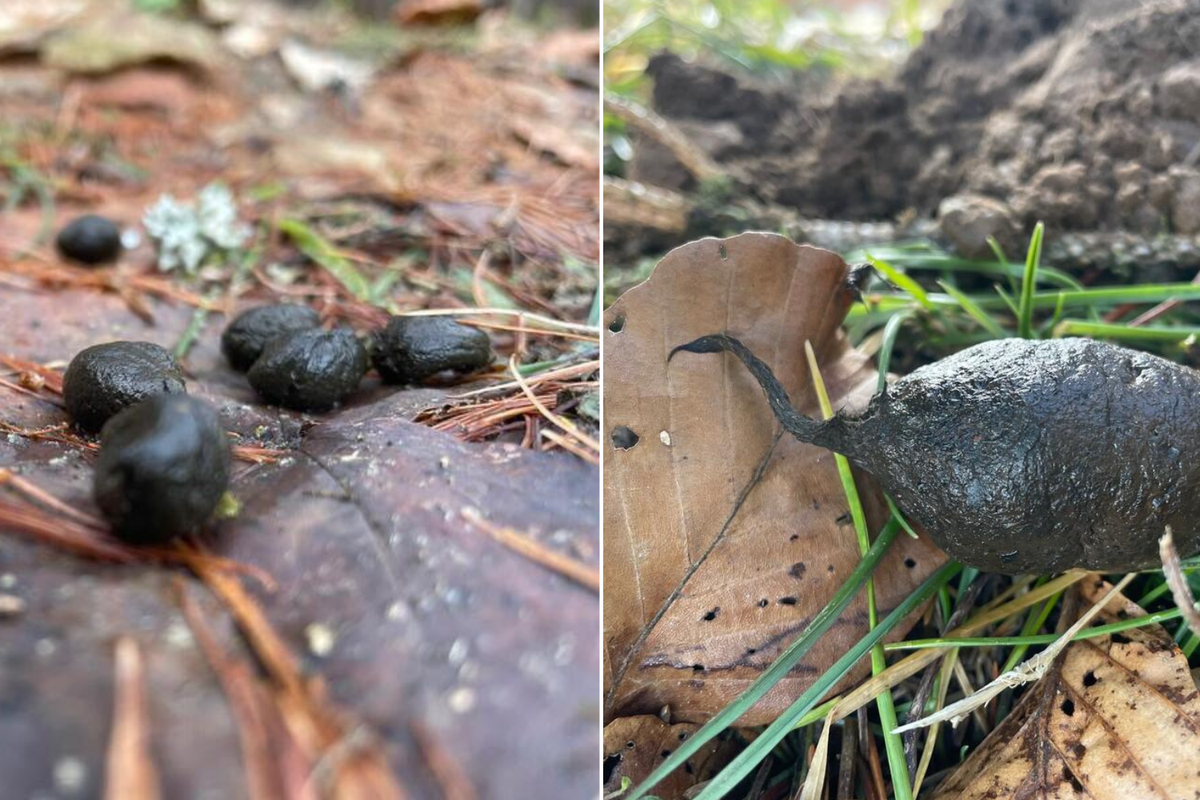 Microplastiques en Suisse: la faune sauvage est contaminée