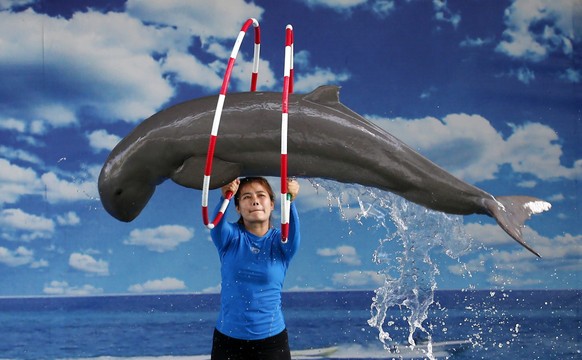 epa04345421 An Irrawaddy Dolphin is made to jump through hoops during a performance at Pattaya Dolphin World and Resort, in Pattaya, Thailand, about 170 km southeast of Bangkok 08 August 2014. The zoo ...