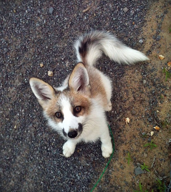 Marble Fox, Fuchs
https://imgur.com/gallery/gKnuJ