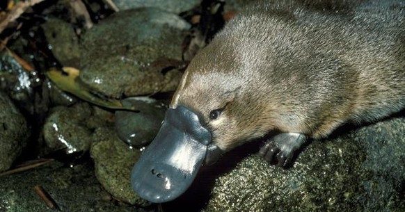 cute news animal tier platypus australien

https://imgur.com/t/platypus/4GPsHYl