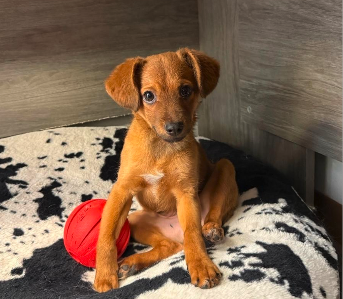 Hund 

https://www.reddit.com/r/IDmydog/comments/1wfnw0l/other_than_the_cutest_puppy_youve_seen_all_week/