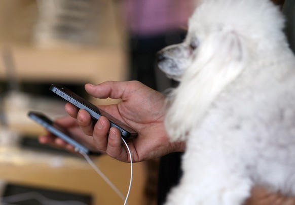 Alle freuen sich auf das neue iPhone 6, auch Hundedame Loulou.