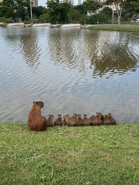 cute news tier capybara

https://www.reddit.com/r/Awww/comments/1182yo8/first_swimming_lesson/
