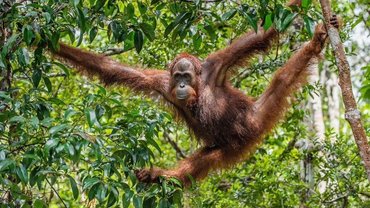 Orang Utan im Regenwald auf der Insel Borneo.