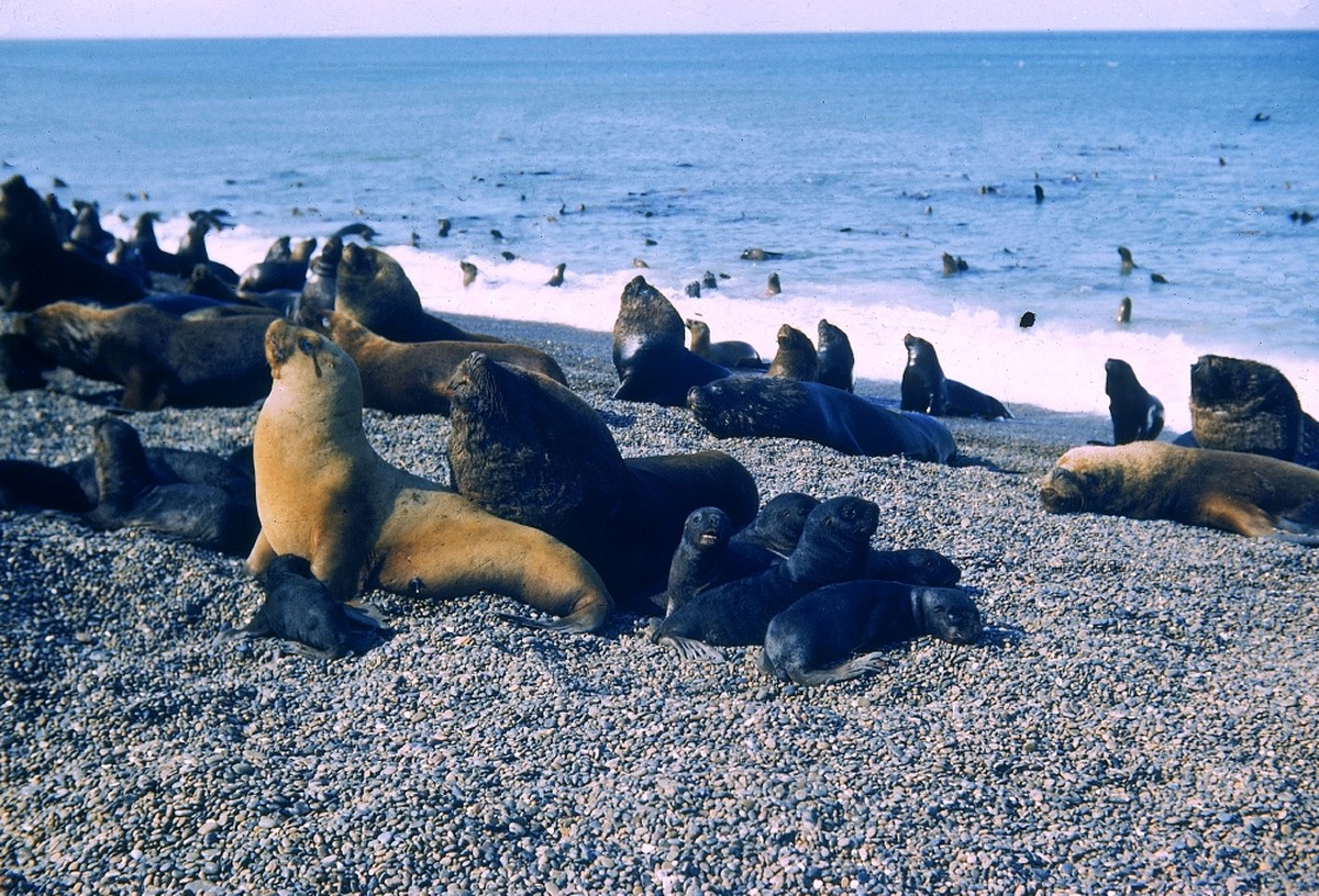 Provinz Santa Cruz, Seelöwen an der atlantik Küste, schwarze Männer und Junge, gelbe Mütter zur Brutzeit