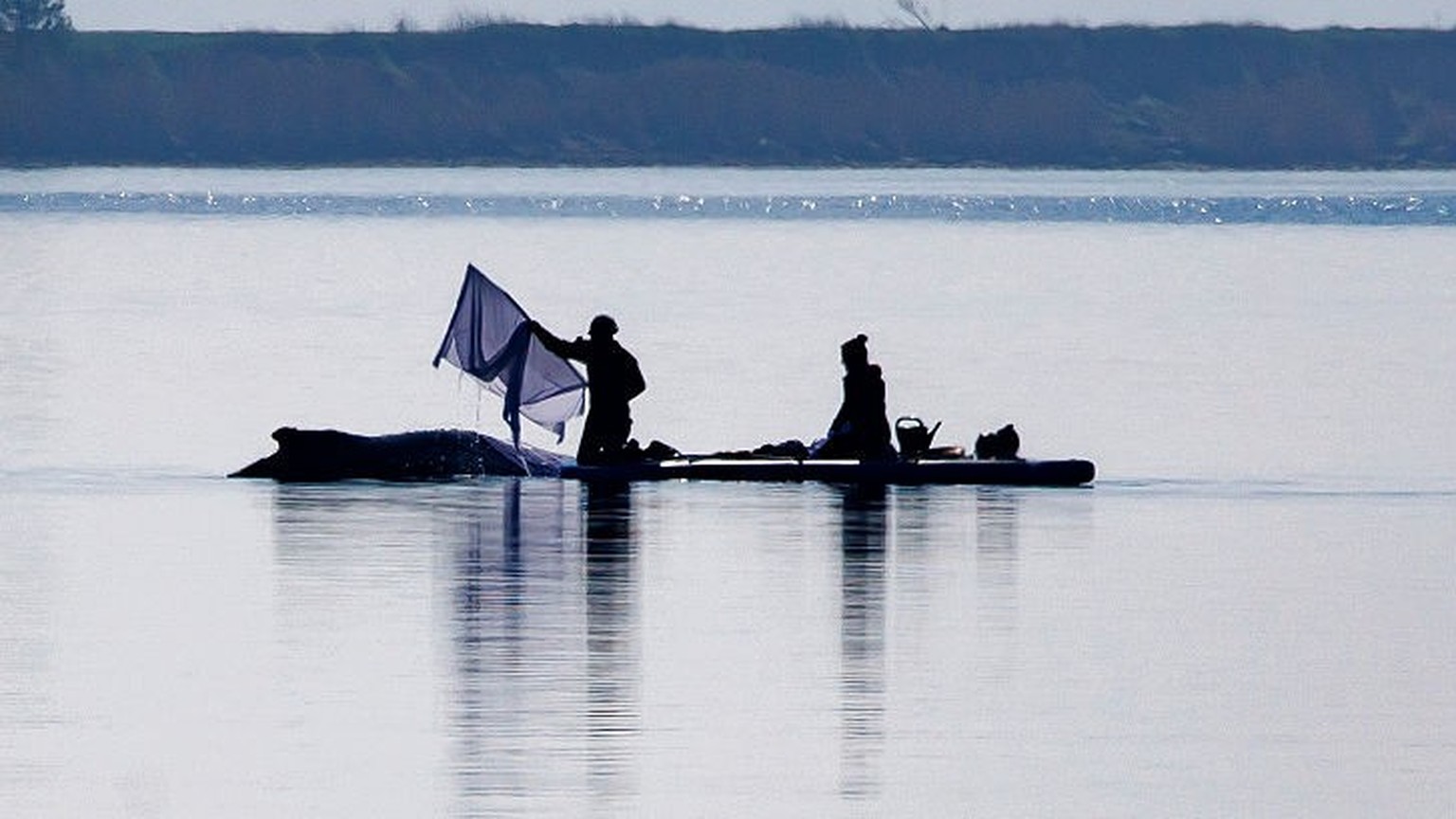 WISMAR, GERMANY - APRIL 17: A rescuer uses a paddle to place wet towels over a stranded humpback whale off the island of Poel during efforts to save it on April 17, 2026 near Wismar, Germany. The whal ...