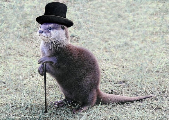 Sir Otte
https://fisch-mit-ohren.deviantart.com/art/Otter-William-725141766