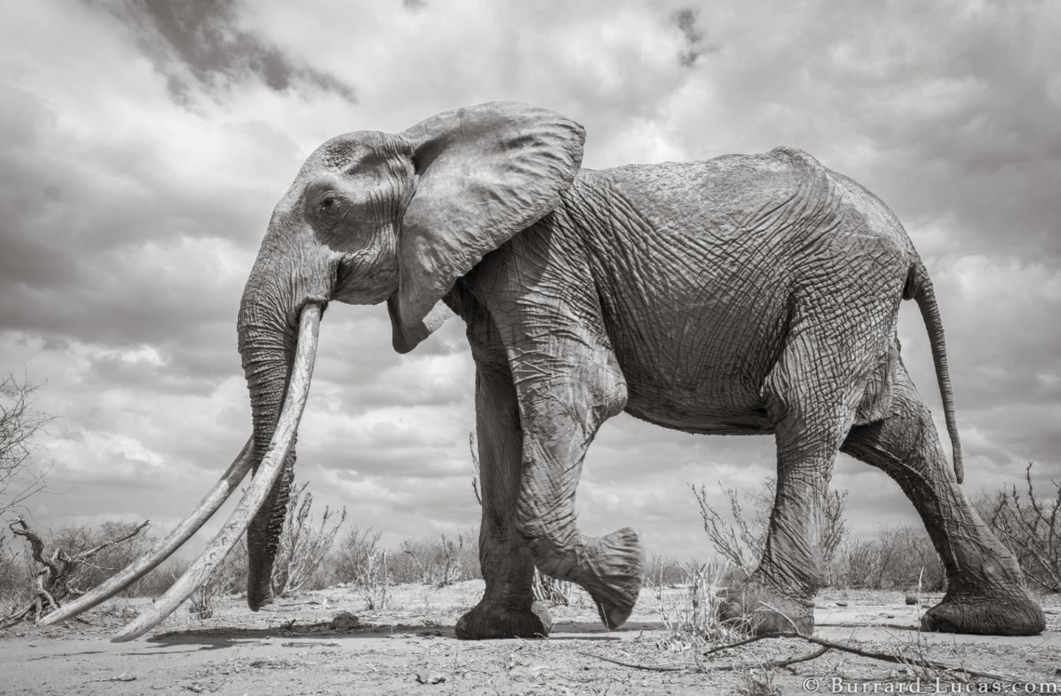 will burrard-lucas/tsavo trust and kenya wildlife service