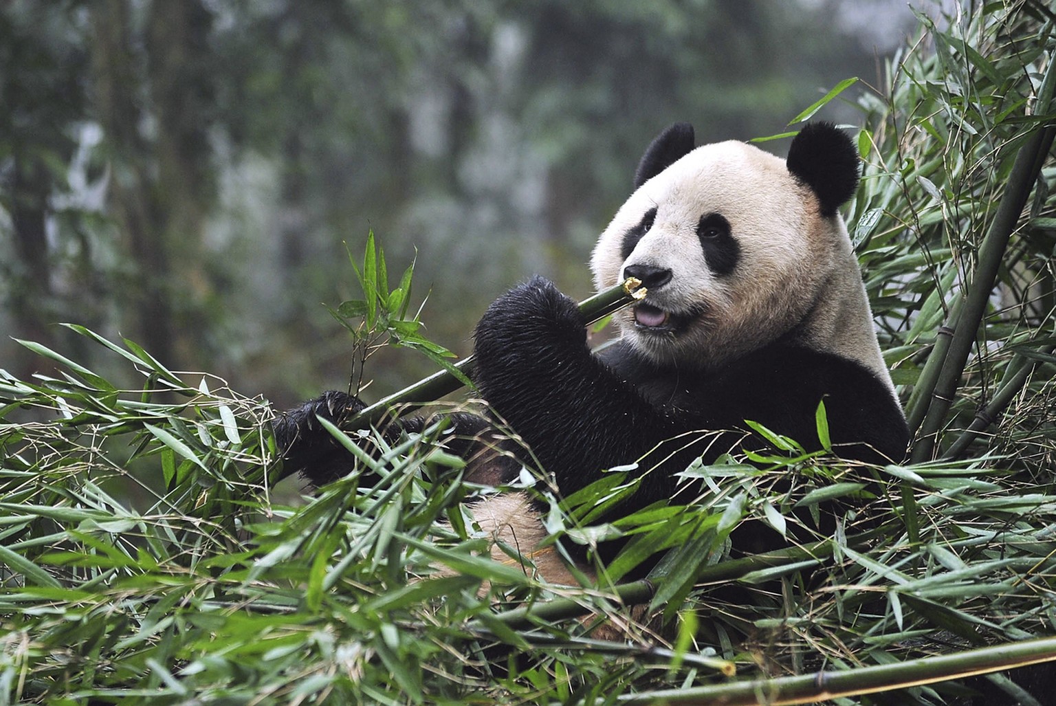 Ein Panda anno 2011 im Bambus-Glück.