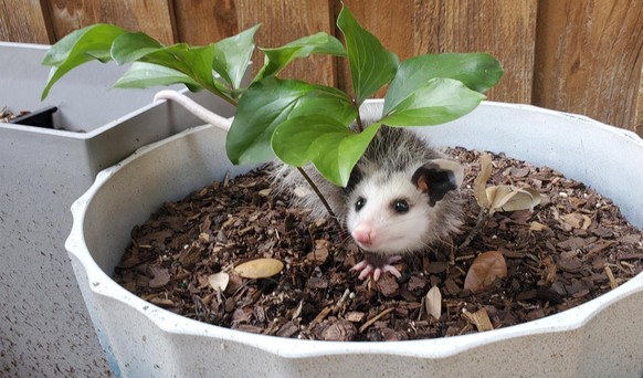 cute news tier possum

https://imgur.com/t/aww/kBKDXEV