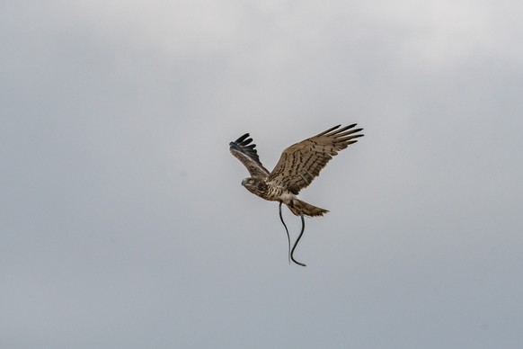 A flying hawk catches a snake against a clear sky xkwx hawk, bird, falcon, kite, wildlife, flying, flight, fly, sky, wild, beak, feathers, snake, soaring, nature, wing, animal, eye, predator, natural, ...
