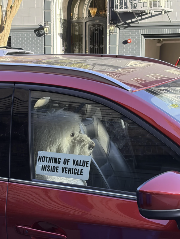 Die lustigsten Fails der Woche: Hund