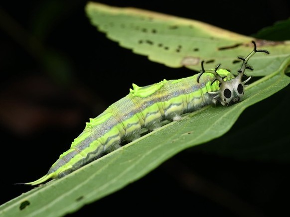 cute news yellow pasha butterfly caterpillar

https://www.reddit.com/r/awwnverts/comments/1f8irn9/stunning_yellow_pasha_butterfly_caterpillar/