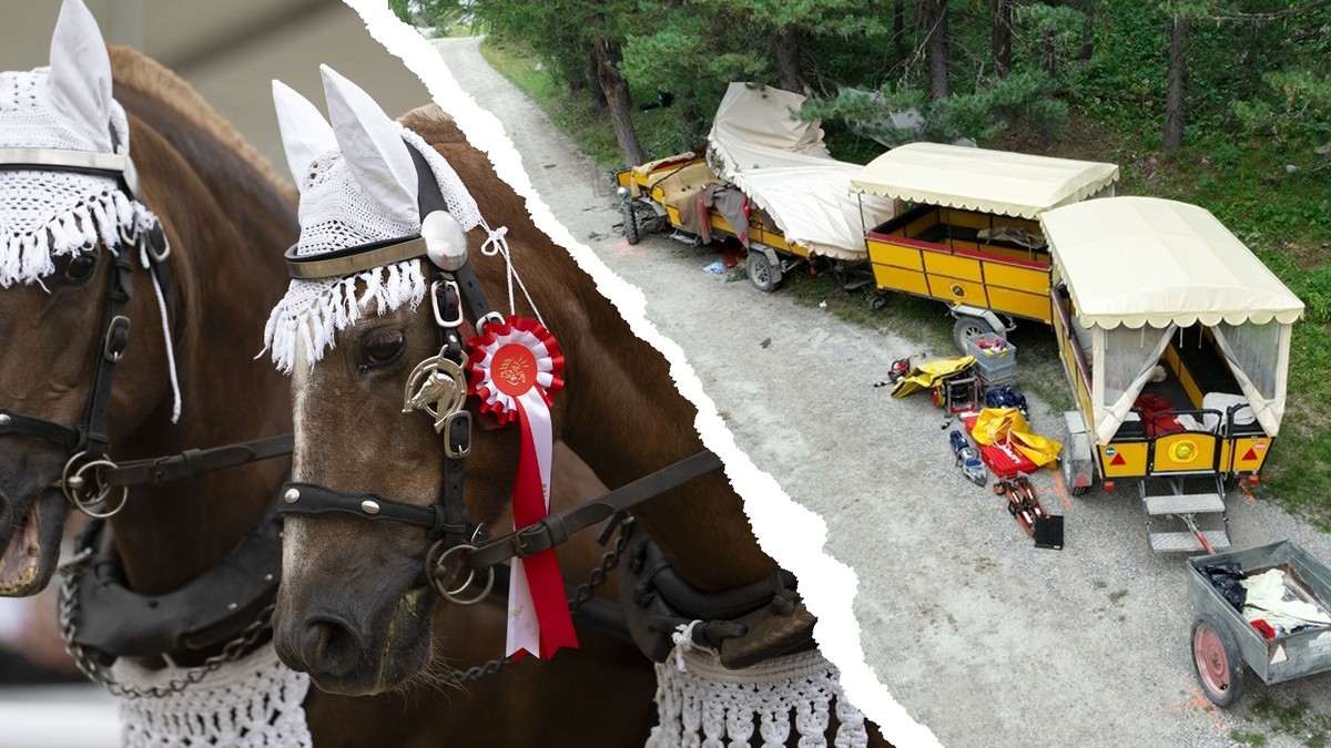Les Franches-Montagnes sont parfaitement adaptés pour les calèches. Alors, qu'est-ce qui a pu cause l'accident dans les Grisons?