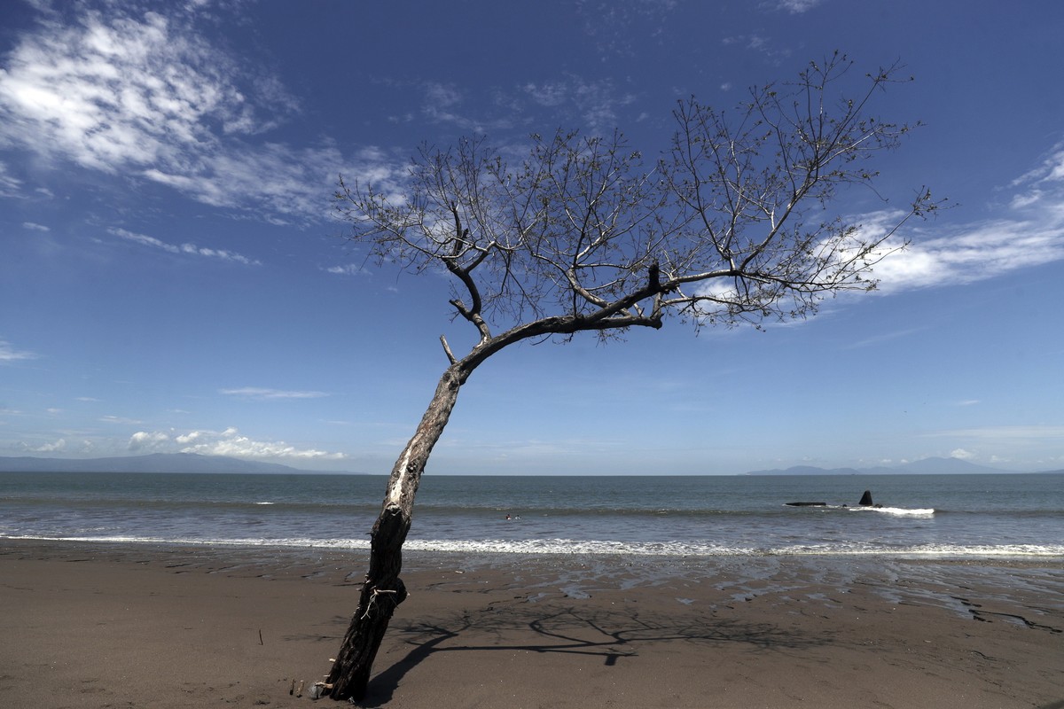 epa13051775 A tree stands on a deserted beach in the village of Cedeno, Honduras, 18 June 2026 (issued 20 June 2026). Cedeno, a small fishing village on Honduras's Pacific shore, has been severel ...
