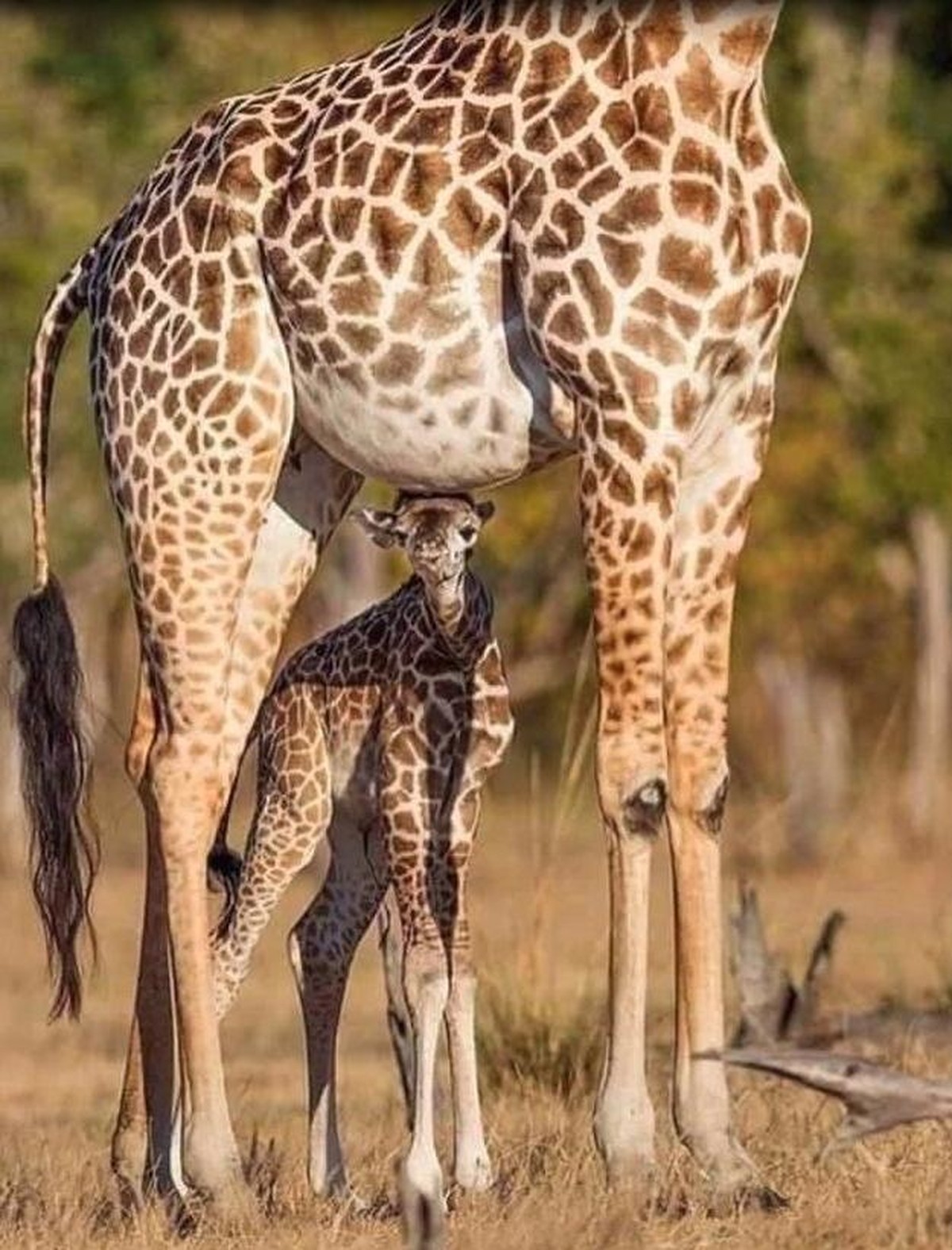 Cute News: Tierische Eltern und ihr Nachwuchs.
