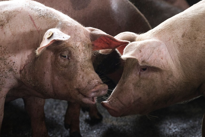 epa09411157 Pigs in the corral of a farm in Cevicos, Dominican Republic, 10 August 2021 (Issued on 12 August 2021). African swine fever (ASF) threatens thousands of pig farmers in the Dominican Republ ...