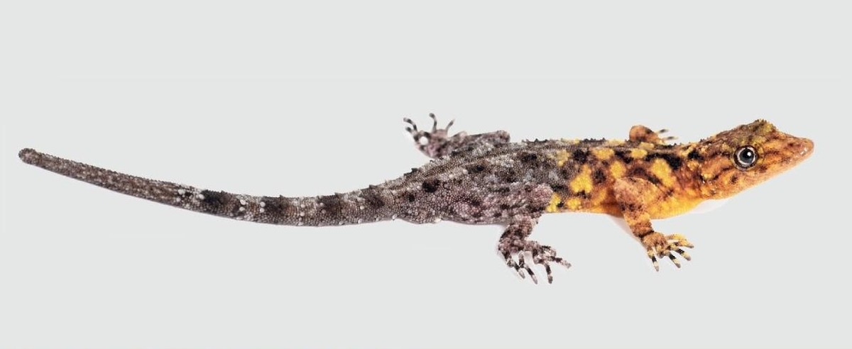 Cnemaspis selenolagus