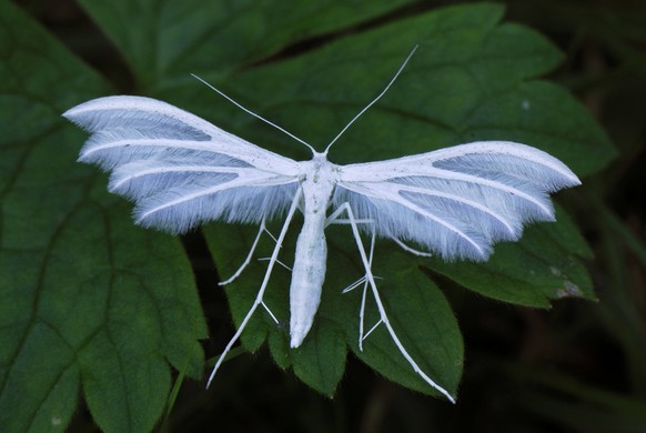 White Plume Moth Switzerland PUBLICATIONxINxGERxSUIxAUTxONLY Copyright: ThomasxMarent 10989669