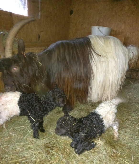 Cute news walliser schwarzhalsziegen