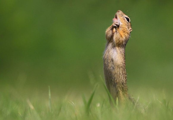 The Comedy Wildlife Photography Awards 2020
Kranitz Roland
Agfalva
Hungary
Phone: 
Email: 
Title: O sole mio
Description: It&#039;s like he was just &quot;singing&quot; to me! :) She had a very nice v ...