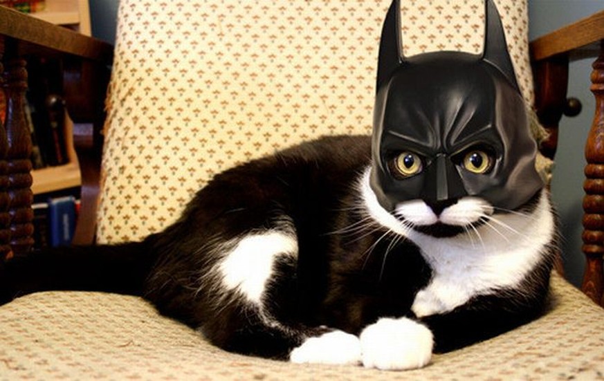 Deine Katze ist womöglich Batman. So findest du es heraus