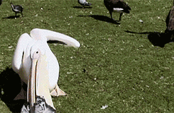 Die Ente hat gesprochen: Hopp. Picdump! ð
zu schnell fÃ¼r den Kasten vielleicht schon, aber nicht fÃ¼r den Pelikan