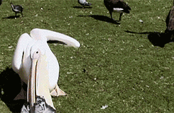 Die Ente hat gesprochen: Hopp. Picdump! 🙃
zu schnell für den Kasten vielleicht schon, aber nicht für den Pelikan