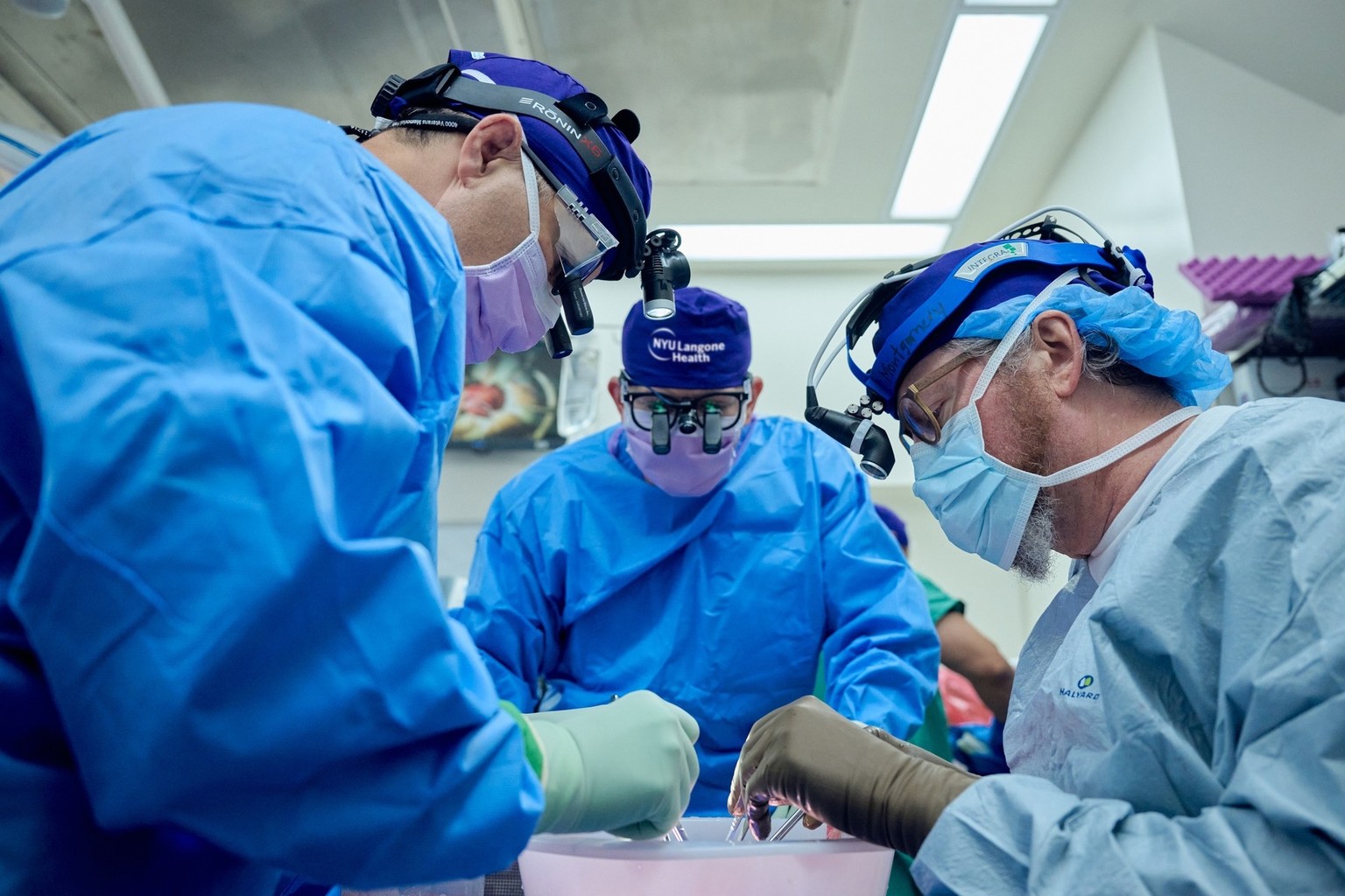 Transplantation einer Schweineniere, 2023.