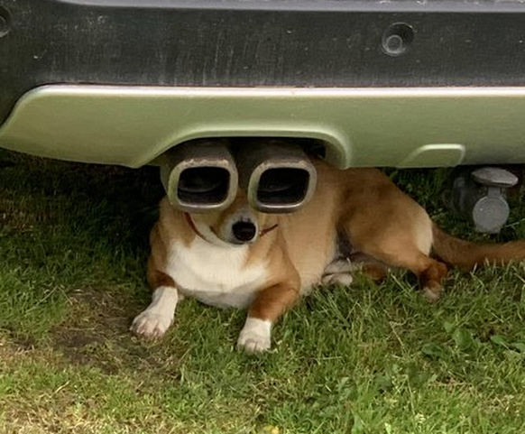 Hund unter einem Auto.