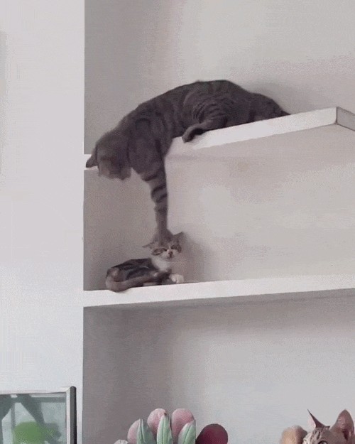 GIF animé