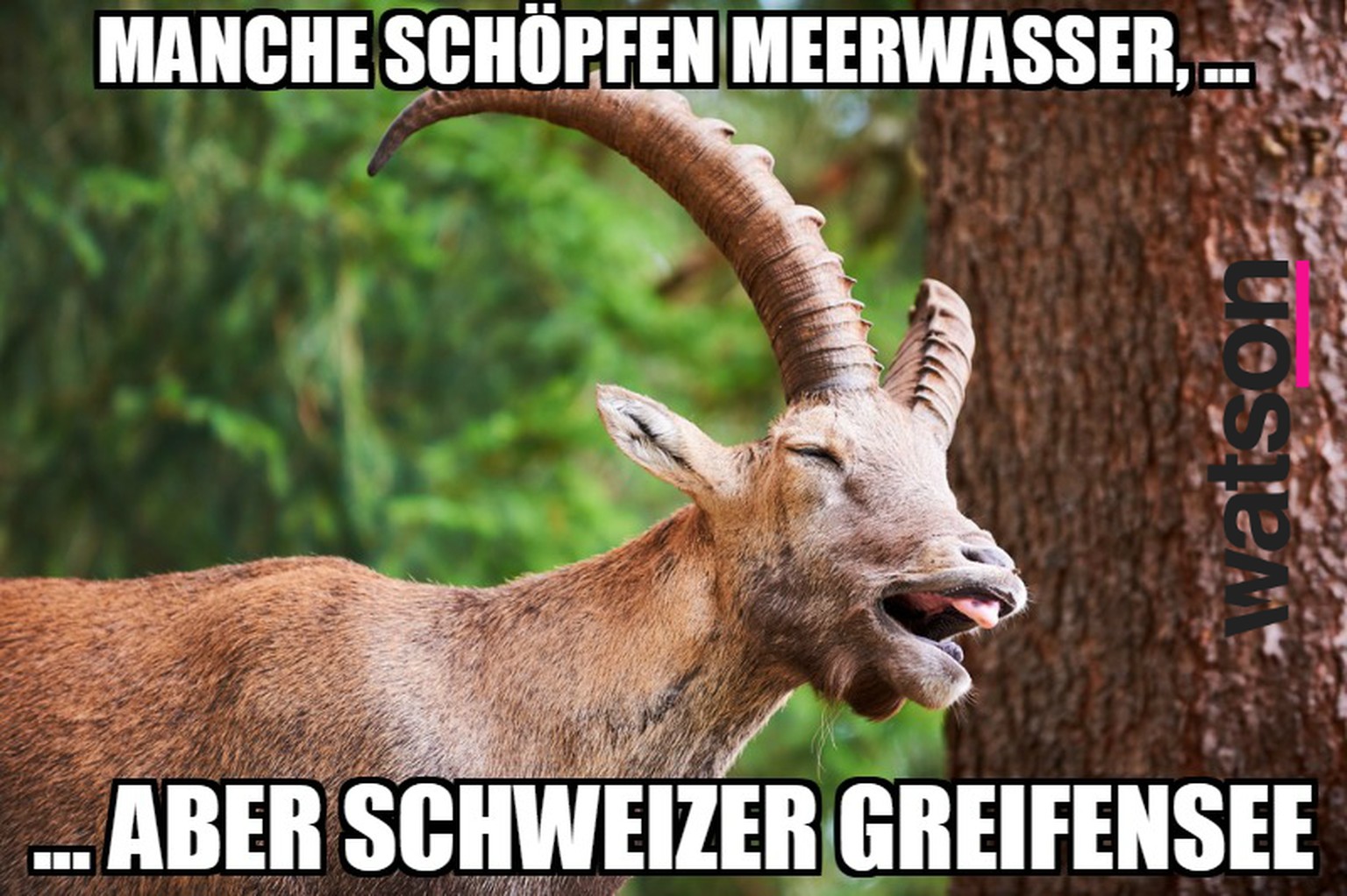 Get Schweizer sprueche For Android