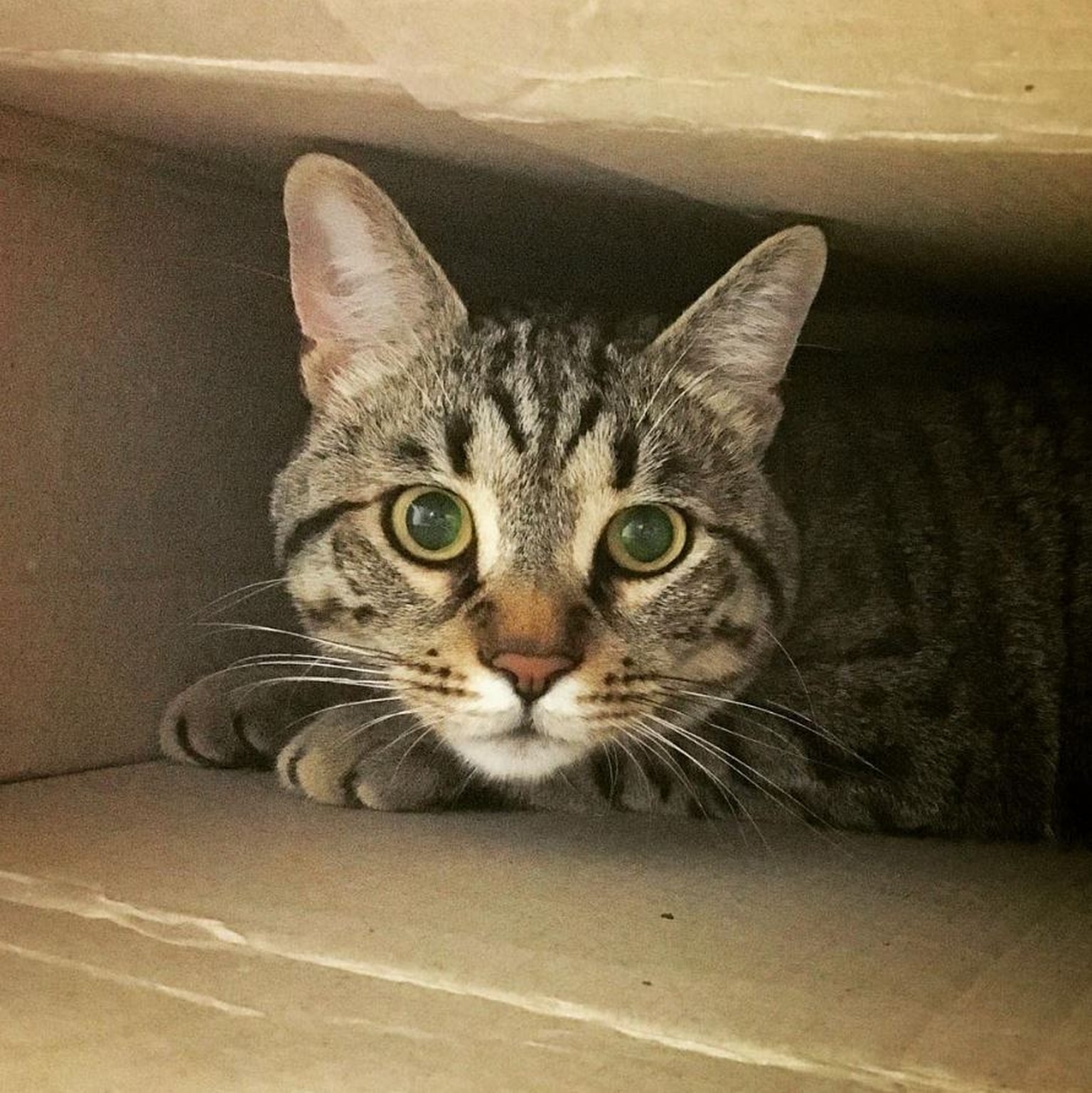 Dinge Die Du Tun Kannst Um Deine Katze Glücklich Zu Machen