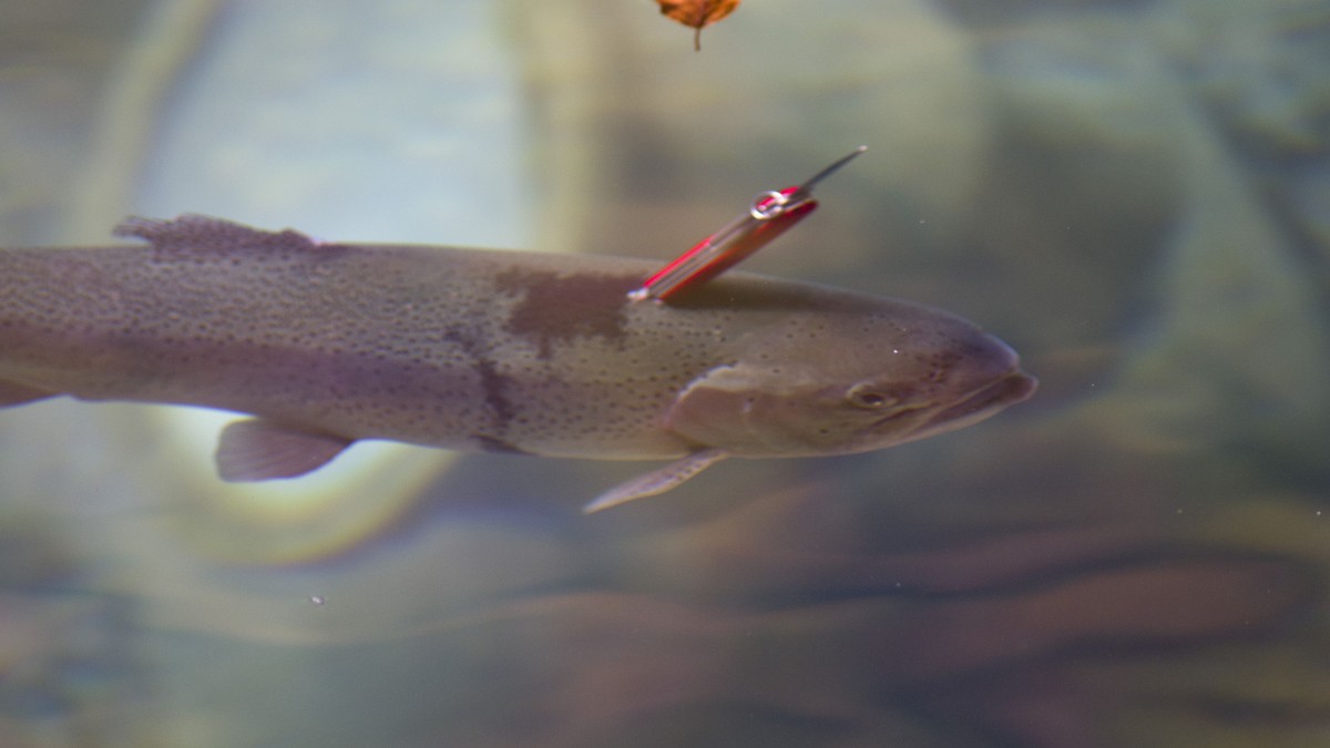 Ein Fisch namens «Survivor» Diese Forelle schwimmt mit einem Schweizer Armeemesser im Rücken