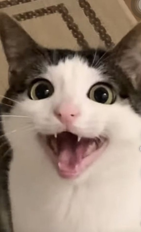 CUTE NEWS TIER KATZE

https://ch.pinterest.com/pin/10696117859899624/