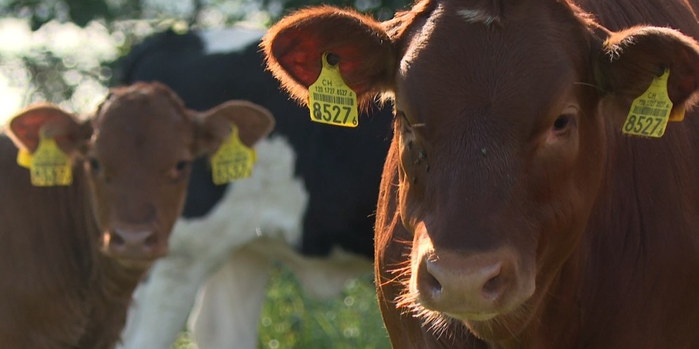 Auf dem Hof von Landwirt Lukas Jost wird eine muttergebundene Kälberaufzucht (MuKa) betrieben.Es handelt sich dabei um eine Haltungsform in der Milchproduktion, bei der die neugeborenen Kälber nicht v ...