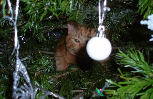 Katze, Tannenbaum
https://imgur.com/gallery/gJLOr