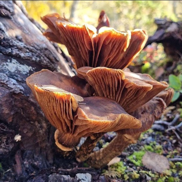 crazy pilze pilzsaison verrückte pilze, gemeine Klapperschwamm