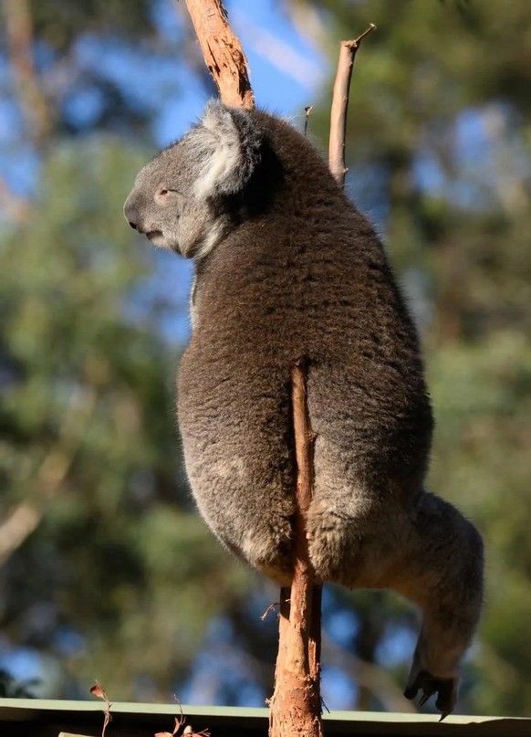 Koala