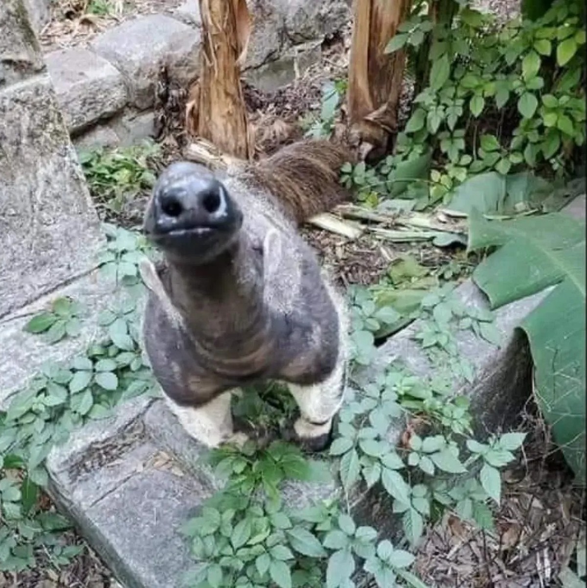 cute news tier ameisenbär

https://www.instagram.com/p/DU2Ctswkt3D/