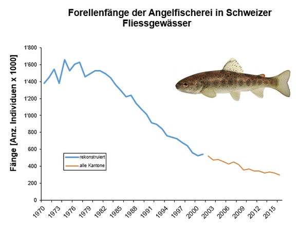 Die Fangzahlen der Forelle sind in der Schweiz stark rückläufig.